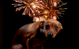 La peur du feu d’artifice avec les chiens