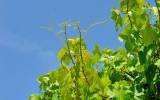 La Fleur de Bach Vine ou Vigne