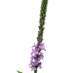 La Fleur de Bach Vervain ou Vervaine