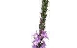 La Fleur de Bach Vervain ou Vervaine