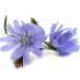 La Fleur de Bach Chicory ou Chicorée