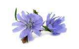 La Fleur de Bach Chicory ou Chicorée