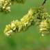 La Fleur de Bach Elm ou l'Orme