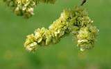 La Fleur de Bach Elm ou l'Orme