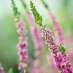 La Fleur de Bach Heather ou Bruyère