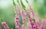 La Fleur de Bach Heather ou Bruyère
