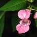La Fleur de Bach Impatiens ou Impatiente