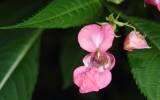 La Fleur de Bach Impatiens ou Impatiente