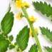 La Fleur de Bach Agrimony ou Aigremoine