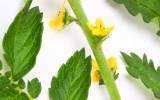 La Fleur de Bach Agrimony ou Aigremoine