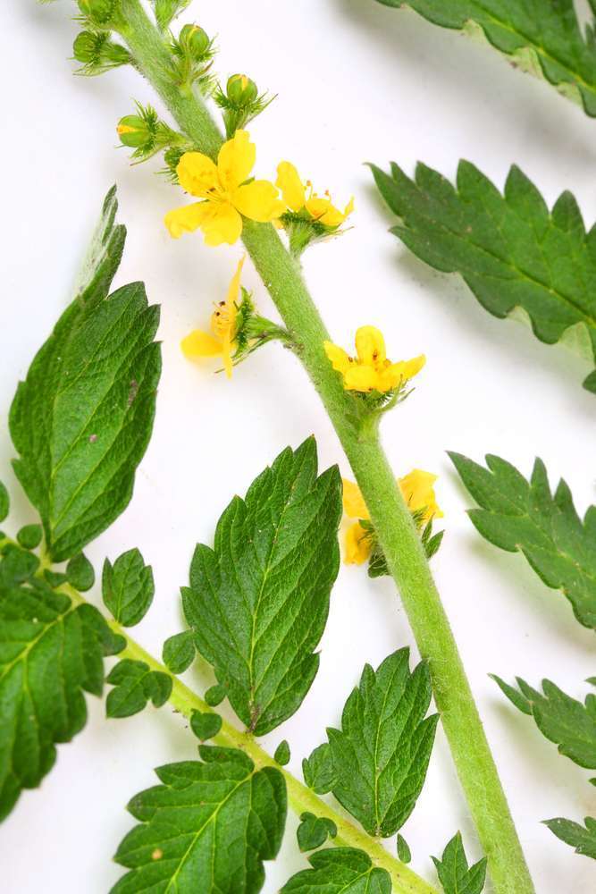 Fleurs De Bach Pour Maigrir N' 51 Composition