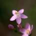 La Fleur de Bach Centaury ou Centaurée