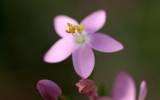 La Fleur de Bach Centaury ou Centaurée