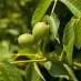 La Fleur de Bach Walnut ou Noyer