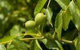 La Fleur de Bach Walnut ou Noyer