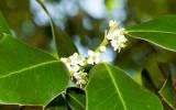 La Fleur de Bach Holly ou Houx