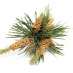 La Fleur de Bach Pine ou Pin