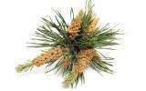 La Fleur de Bach Pine ou Pin