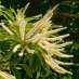 La Fleur de Bach Sweet Chestnut ou Châtaignier