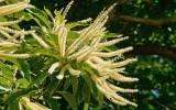 La Fleur de Bach Sweet Chestnut ou Châtaignier