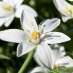 La Fleur de Bach Star of Bethlehem ou Dame de onze heures