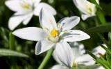 La Fleur de Bach Star of Bethlehem ou Dame de onze heures
