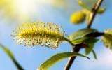 La Fleur de Bach Willow ou Saule