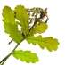 La Fleur de Bach Oak ou Chêne