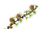 La Fleur de Bach Larch ou Mélèze