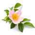 La Fleur de Bach Wild Rose ou Églantine