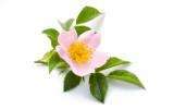 La Fleur de Bach Wild Rose ou Églantine