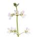 Water Violet
