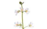 Water Violet