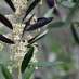 La Fleur de Bach Olive ou Olivier
