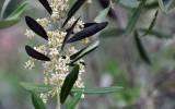 La Fleur de Bach Olive ou Olivier
