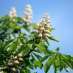 La Fleur de Bach White Chestnut ou Marronnier Blanc
