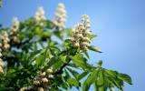 La Fleur de Bach White Chestnut ou Marronnier Blanc