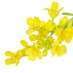 La Fleur de Bach Mustard ou Moutarde