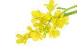 La Fleur de Bach Mustard ou Moutarde