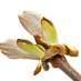 La Fleur de Bach Chestnut Bud ou le Bourgeon de Marronnier