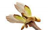 La Fleur de Bach Chestnut Bud ou le Bourgeon de Marronnier