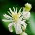 La Fleur de Bach Clematis ou Clématite