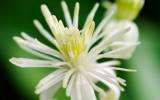 La Fleur de Bach Clematis ou Clématite