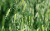 La Fleur de Bach Wild Oat ou Avoine sauvage