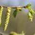 La Fleur de Bach Hornbeam ou Charme