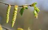 La Fleur de Bach Hornbeam ou Charme
