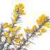 La Fleur de Bach Gorse ou Ajonc