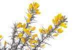 La Fleur de Bach Gorse ou Ajonc
