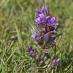 La Fleur de Bach Gentian ou Gentiane