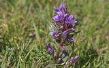 La Fleur de Bach Gentian ou Gentiane